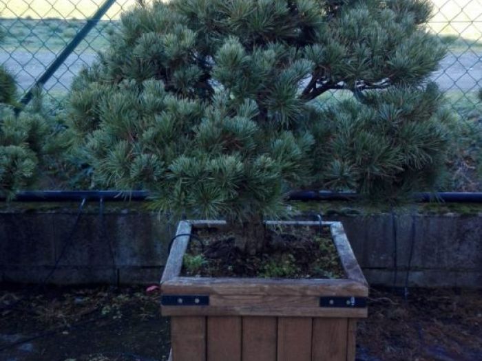 Archisio - Verdein Ss - Progetto Macro bonsai da giardino