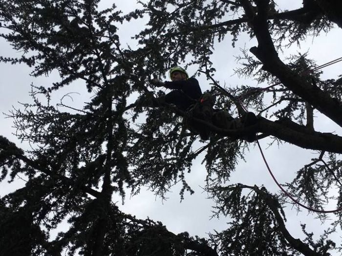Archisio - I Giardini Dei Tudor - Progetto Tree climbing