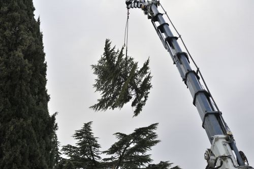 Archisio - Il Dottore Del Verde Di Bruno Barnaba - Progetto Abbattimento cedro monumento sisma 1976