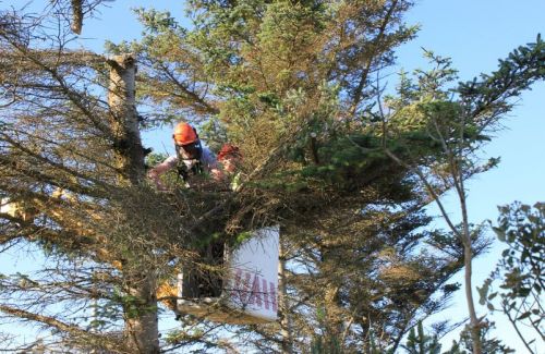 Archisio - Traslochi Zorro Firenze - Progetto Potatura di alberi ad alto fusto