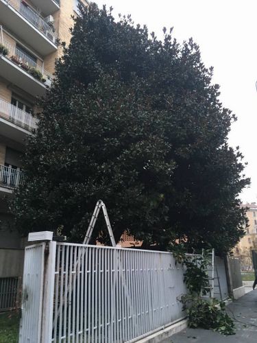 Archisio - I Giardini Dei Tudor - Progetto Tree climbing