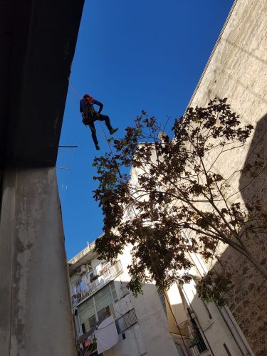 Archisio - Tommaso Galtieri - Progetto Potatura alberi alto fusto