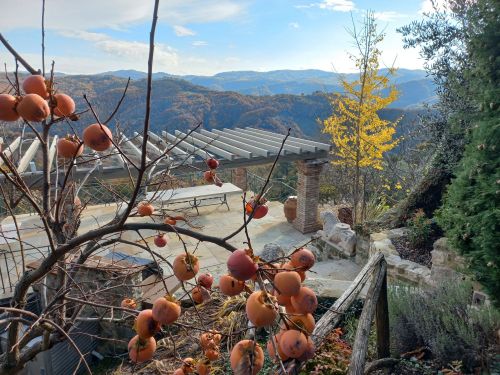 Archisio - Botanica Di Laura Pescari - Progetto Garden- montone